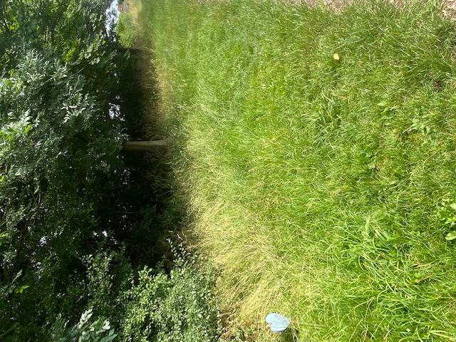 Wildflower Verge 8th July 21