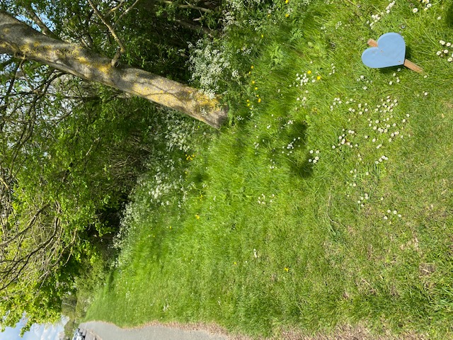 Wildflower Verge 19th May 2021