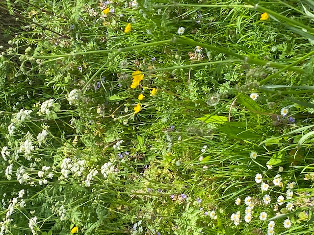 Close up of Wildflower Verge May 2021
